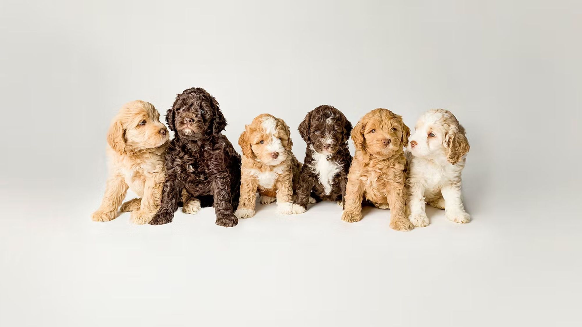 How Active Are ALAA-registered Labradoodle, Australian Dogs Daily